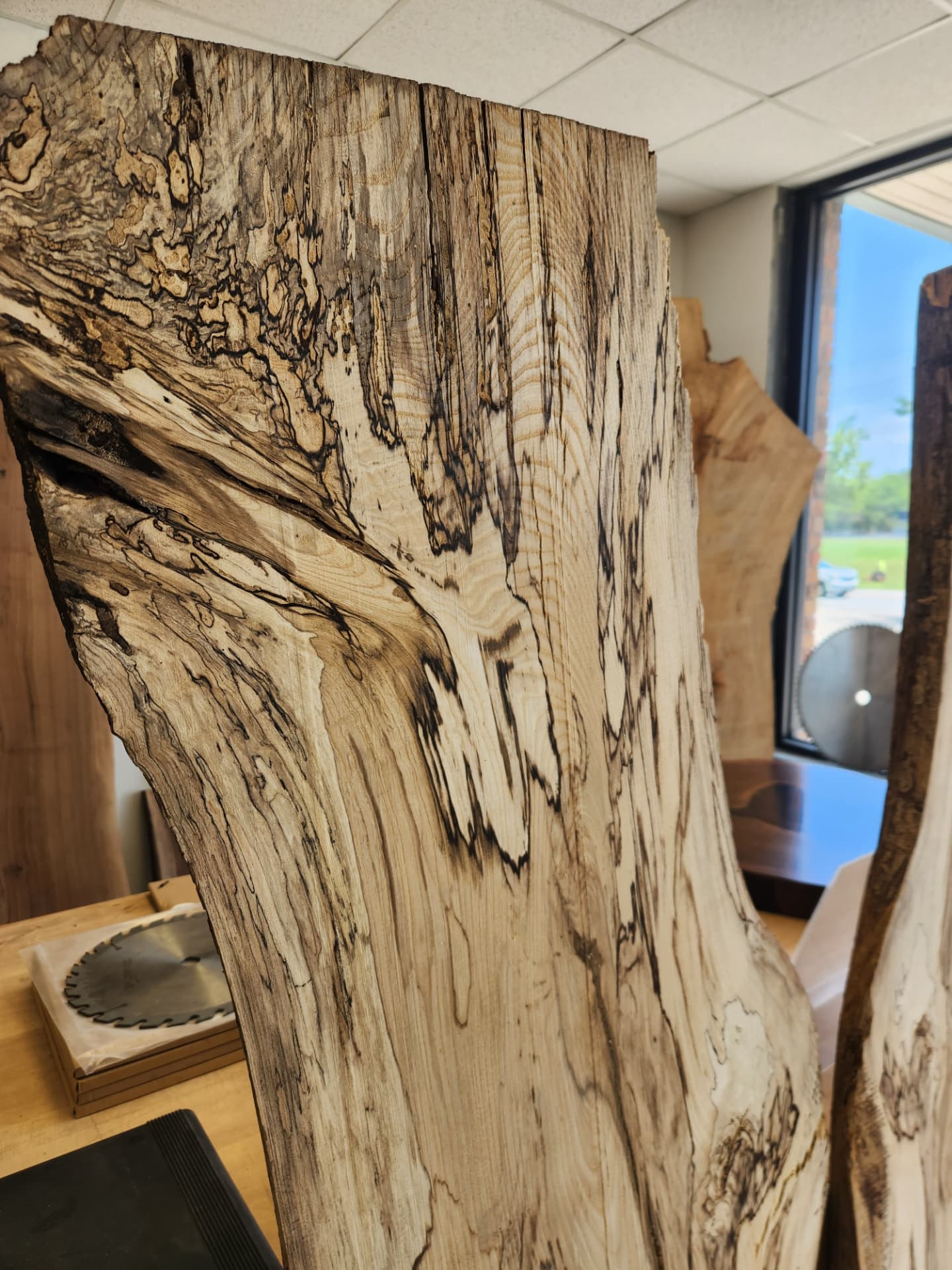 Spalted maple live edge slab standing in the OSL Hardwood Store showroom